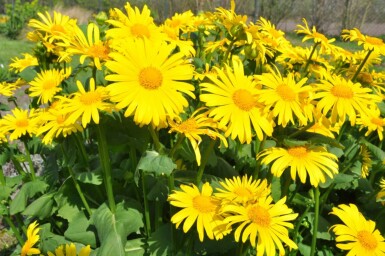 Caucasian leopard's bane Doronicum orientale 5-10 pot P9 Doronicum orientale