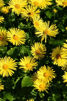 Caucasian leopard's bane Doronicum orientale 'Magnificum' 5-10 pot P9 Doronicum orientale 'Magnificum'