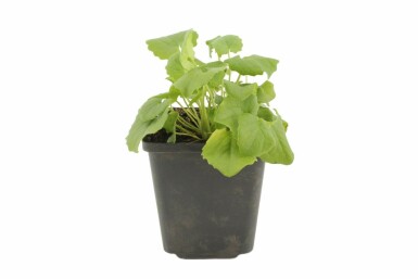 Caucasian leopard's bane Doronicum orientale 'Magnificum' 5-10 pot P9 Doronicum orientale 'Magnificum'