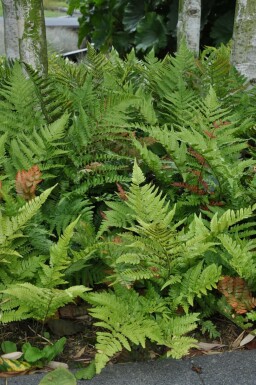 Copper shield fern Dryopteris erythrosora 5-10 pot P9