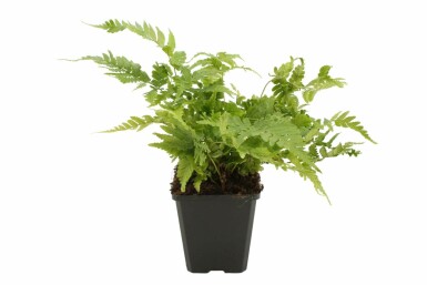 Copper shield fern Dryopteris erythrosora 5-10 pot P9