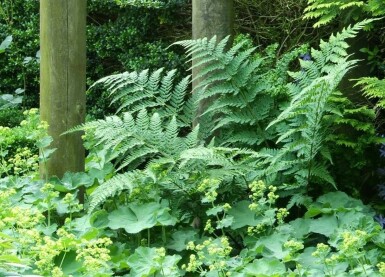 Male fern Dryopteris filix-mas 5-10 pot P9 Dryopteris filix-mas