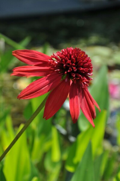 Coneflower Echinacea 'Eccentric' 5-10 pot P9 Echinacea 'Eccentric'