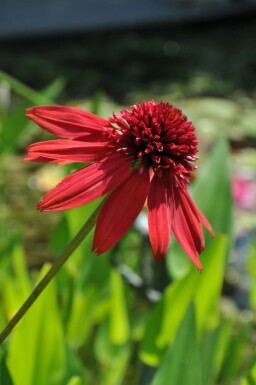 Coneflower Echinacea 'Eccentric' 5-10 pot P9 Echinacea 'Eccentric'