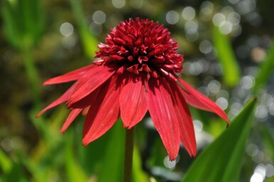 Coneflower Echinacea 'Eccentric' 5-10 pot P9 Echinacea 'Eccentric'