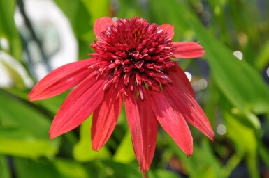 Coneflower Echinacea 'Eccentric' 5-10 pot P9 Echinacea 'Eccentric'