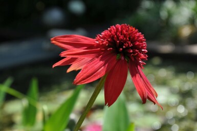 Coneflower Echinacea 'Eccentric' 5-10 pot P9