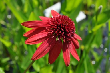 Coneflower Echinacea 'Eccentric' 5-10 pot P9