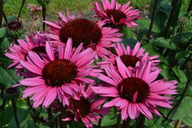 Purple coneflower Echinacea 'Fatal Attraction' 5-10 pot P9 Echinacea 'Fatal Attraction'