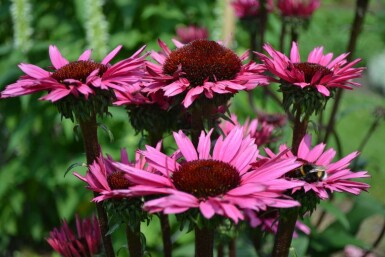 Purple coneflower Echinacea 'Fatal Attraction' 5-10 pot P9