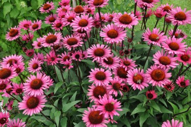 Purple coneflower Echinacea 'Fatal Attraction' 5-10 pot P9 Echinacea 'Fatal Attraction'