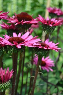 Purple coneflower Echinacea 'Fatal Attraction' 5-10 pot P9 Echinacea 'Fatal Attraction'
