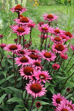 Purple coneflower Echinacea 'Fatal Attraction' 5-10 pot P9 Echinacea 'Fatal Attraction'