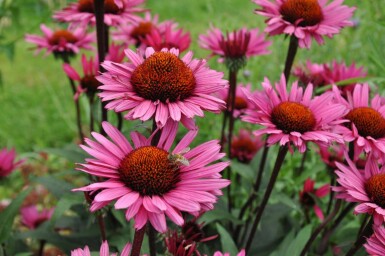 Purple coneflower Echinacea 'Fatal Attraction' 5-10 pot P9 Echinacea 'Fatal Attraction'