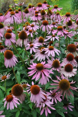 Purple coneflower Echinacea purpurea 5-10 pot P9 Echinacea purpurea
