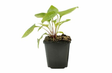 Purple coneflower Echinacea purpurea 5-10 pot P9 Echinacea purpurea