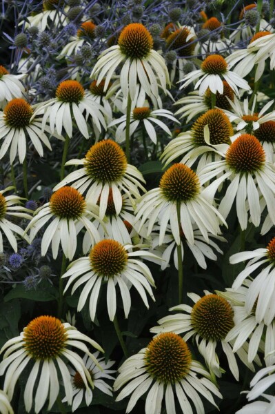 Purple coneflower Echinacea purpurea 'Alba' 5-10 pot P9 Echinacea purpurea 'Alba'