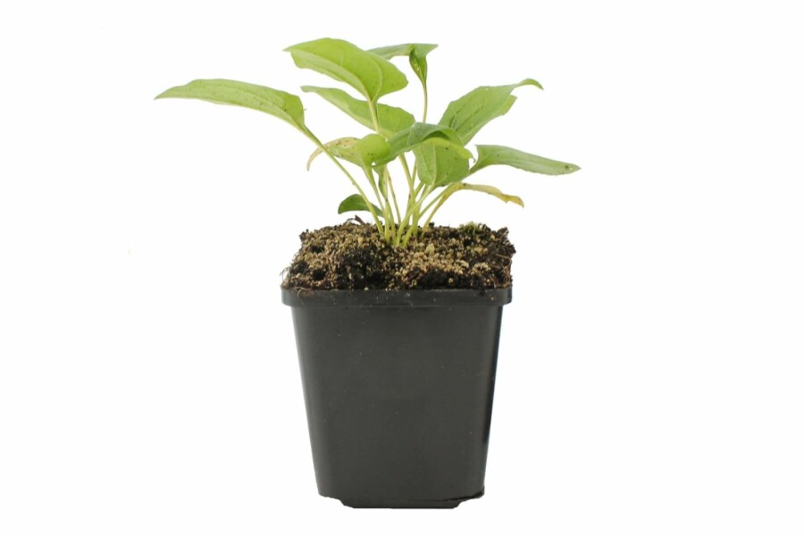 Purple coneflower Echinacea purpurea 'Alba' 5-10 pot P9 Echinacea purpurea 'Alba'
