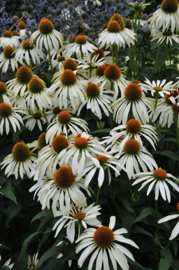 Purple coneflower Echinacea purpurea 'Alba' 5-10 pot P9