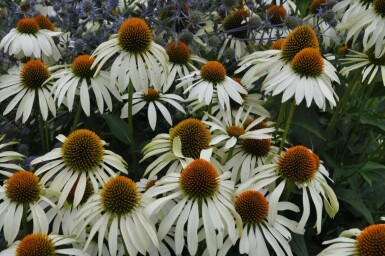 Purple coneflower Echinacea purpurea 'Alba' 5-10 pot P9