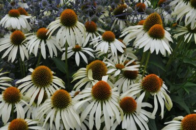 Purple coneflower Echinacea purpurea 'Alba' 5-10 pot P9 Echinacea purpurea 'Alba'