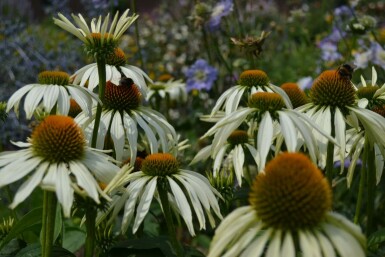 Purple coneflower Echinacea purpurea 'Alba' 5-10 pot P9