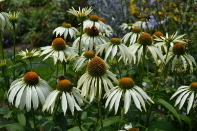 Purple coneflower Echinacea purpurea 'Alba' 5-10 pot P9