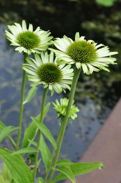 Purple coneflower Echinacea purpurea 'Green Jewel' 5-10 pot P9 Echinacea purpurea 'Green Jewel'