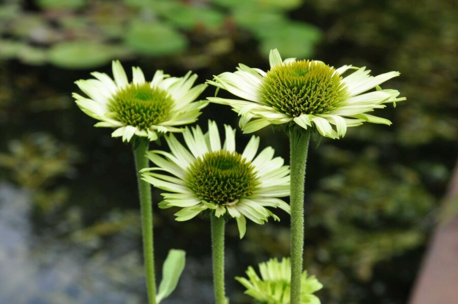 Purple coneflower Echinacea purpurea 'Green Jewel' 5-10 pot P9 Echinacea purpurea 'Green Jewel'