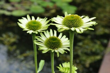 Purple coneflower Echinacea purpurea 'Green Jewel' 5-10 pot P9 Echinacea purpurea 'Green Jewel'