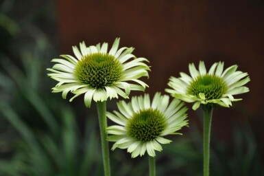 Purple coneflower Echinacea purpurea 'Green Jewel' 5-10 pot P9 Echinacea purpurea 'Green Jewel'