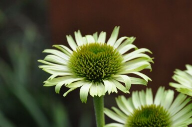 Purple coneflower Echinacea purpurea 'Green Jewel' 5-10 pot P9