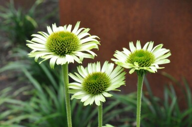 Purple coneflower Echinacea purpurea 'Green Jewel' 5-10 pot P9 Echinacea purpurea 'Green Jewel'
