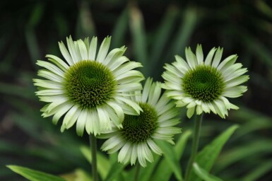 Purple coneflower Echinacea purpurea 'Green Jewel' 5-10 pot P9