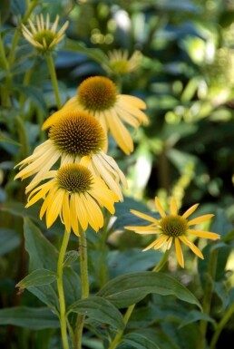 Coneflower Echinacea purpurea 'Harvest Moon' 5-10 pot P9 Echinacea purpurea 'Harvest Moon'