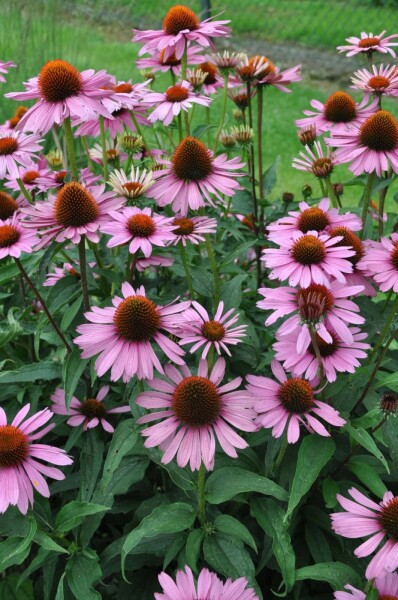 Purple coneflower Echinacea purpurea 'Magnus' 10-15 pot C2 Echinacea purpurea 'Magnus'