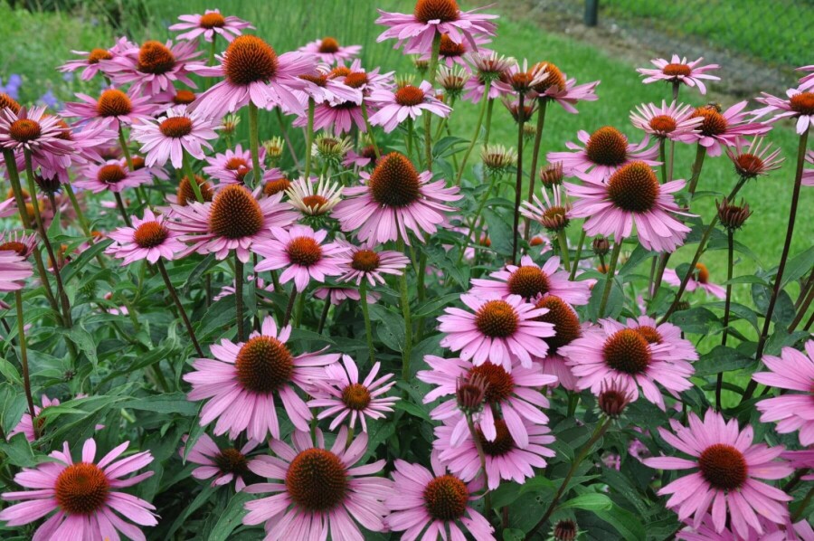 Purple coneflower Echinacea purpurea 'Magnus' 10-15 pot C2 Echinacea purpurea 'Magnus'