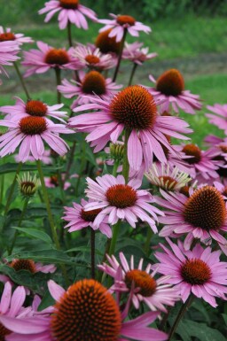 Purple coneflower Echinacea purpurea 'Magnus' 10-15 pot C2 Echinacea purpurea 'Magnus'