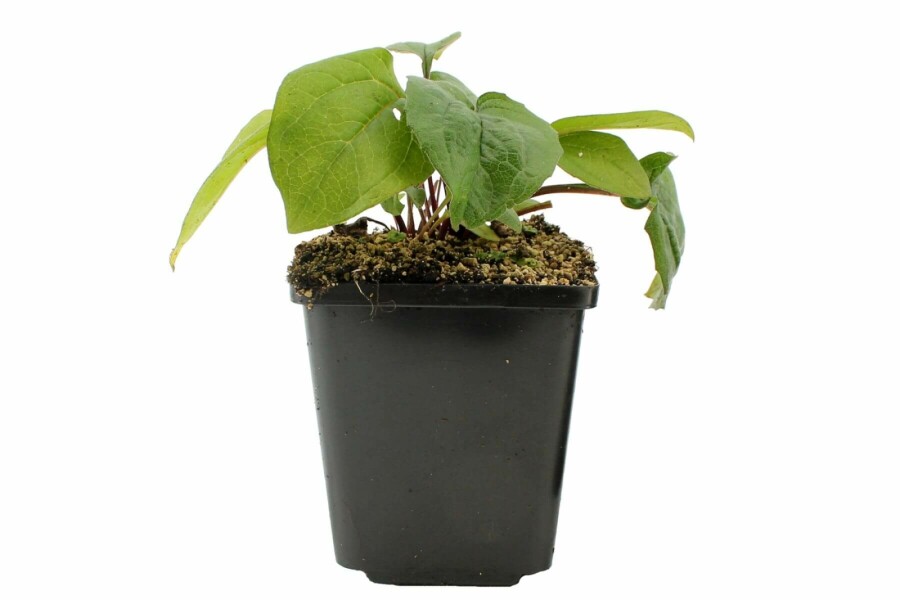 Purple coneflower Echinacea purpurea 'Magnus' 5-10 pot P9 Echinacea purpurea 'Magnus'