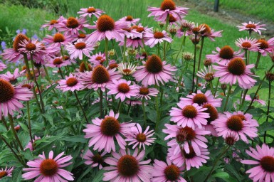 Purple coneflower Echinacea purpurea 'Magnus' 5-10 pot P9