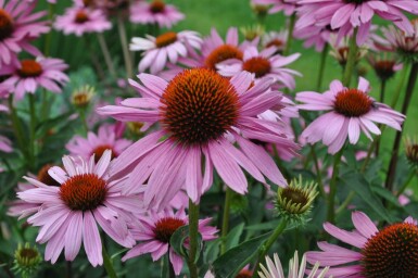 Purple coneflower Echinacea purpurea 'Magnus' 5-10 pot P9