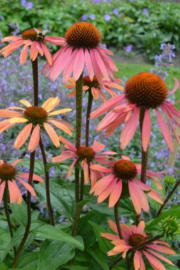 Coneflower Echinacea purpurea 'Summer Cocktail' 5-10 pot P9 Echinacea purpurea 'Summer Cocktail'