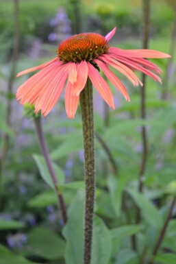 Coneflower Echinacea purpurea 'Summer Cocktail' 5-10 pot P9 Echinacea purpurea 'Summer Cocktail'