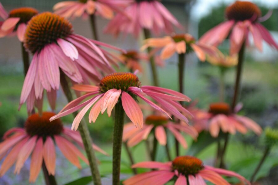 Coneflower Echinacea purpurea 'Summer Cocktail' 5-10 pot P9 Echinacea purpurea 'Summer Cocktail'