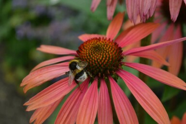 Coneflower Echinacea purpurea 'Summer Cocktail' 5-10 pot P9 Echinacea purpurea 'Summer Cocktail'