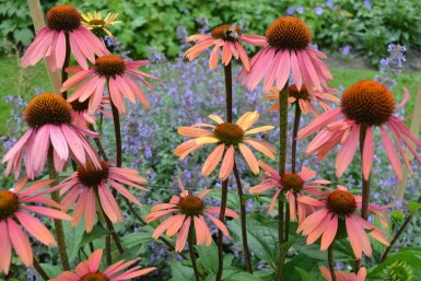 Coneflower Echinacea purpurea 'Summer Cocktail' 5-10 pot P9 Echinacea purpurea 'Summer Cocktail'