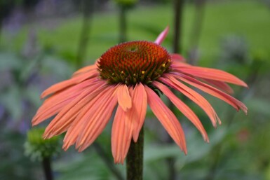 Coneflower Echinacea purpurea 'Summer Cocktail' 5-10 pot P9 Echinacea purpurea 'Summer Cocktail'