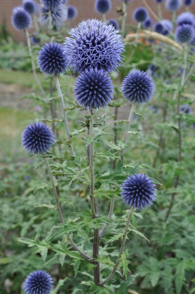 Globe thistle Echinops bannaticus 'Blue Glow' 10-15 pot C2 Echinops bannaticus 'Blue Glow'