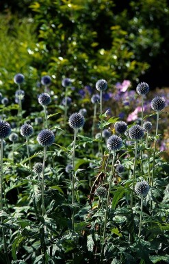 Globe thistle Echinops bannaticus 'Taplow Blue' 5-10 pot P9 Echinops bannaticus 'Taplow Blue'