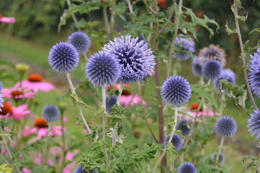 Small globe thistle Echinops ritro 10-15 pot C2 Echinops ritro
